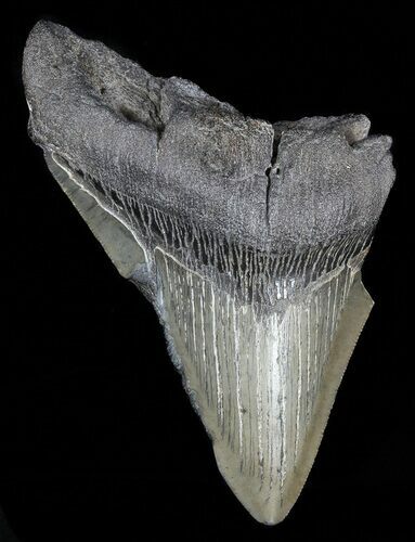 Partial, Fossil Megalodon Tooth #52997